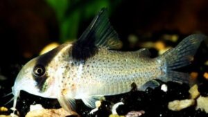 Bluespotted Corydoras