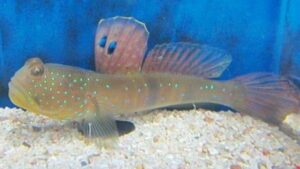 Bluespotted Watchman Goby