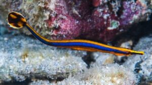 Bluestripe Pipefish