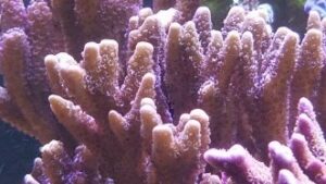 Blue Tooth Digi Montipora
