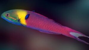 Blunthead Wrasse