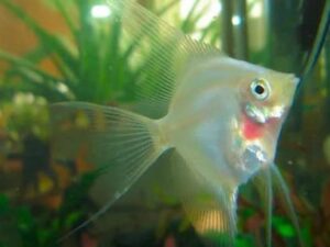 Blushing Angelfish