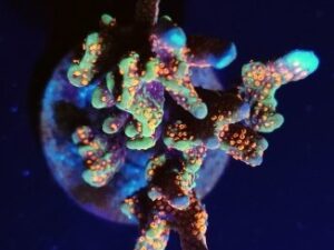 Boston Bean Montipora Digitata