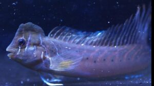 Brachiosaurus Blenny