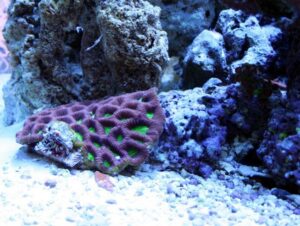 Brain Coral Goniastrea