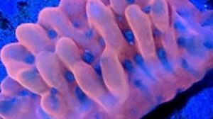 Brain Freeze Montipora