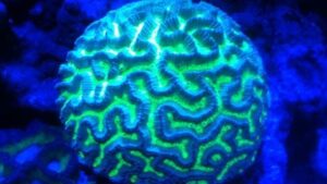 Brain Worm Platygyra Coral