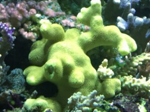 Branching Porites