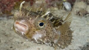 Bridled Burrfish