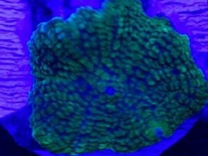Bright Green Blue Rhodactis