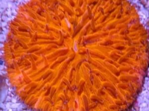 Bright Orange Fungia