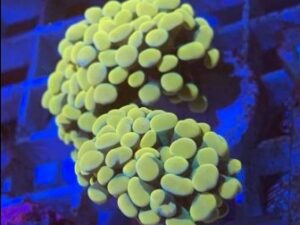 Bright Yellow Hammer Euphyllia