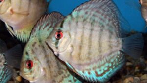 Brilliant Turquoise Discus