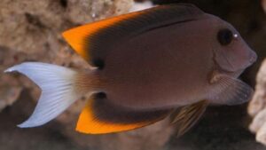 Bristletooth Tomini Tang