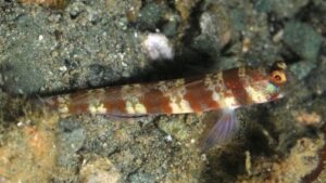 Broadbanded Shrimp Goby
