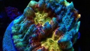 Broken Arrow Chalice