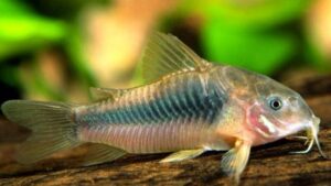 Bronze Corydoras