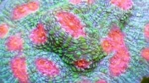 Bubble Gum Monster Chalice