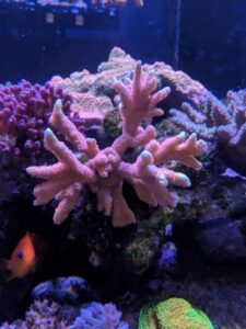 Bubblegum Montipora Digitata