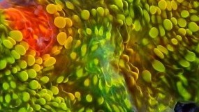 Bubblegum Monster Chalice Pectinia