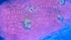 Bubblegum Watermelon Chalice