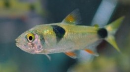 Bucktooth tetra