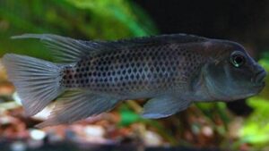 Buffalo Head Cichlid
