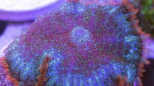 Bullseye Rhodactis Mushroom