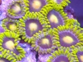 Bumble Bees Zoas