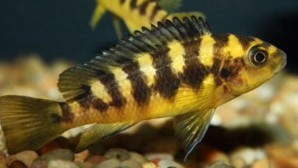 Bumblebee Cichlid