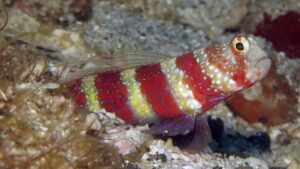 Bumble Bee Shrimp Goby