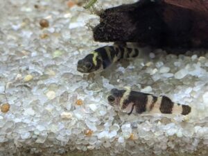 Bumblebee Goby