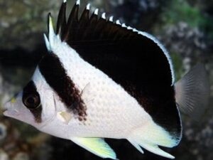 Burgess Butterflyfish