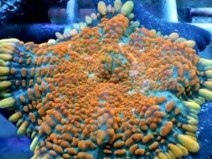 Burning Brocade Shroom Discosoma