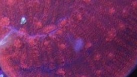 Burning Embers Chalice