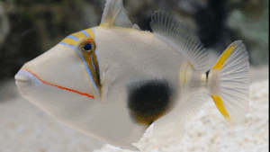 Bursa Triggerfish
