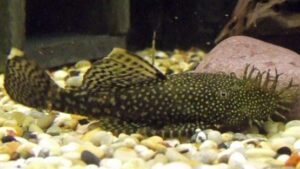 Bushy Nose Pleco