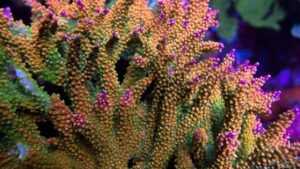Pink Tip Acropora