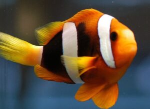 Clarkii Clownfish