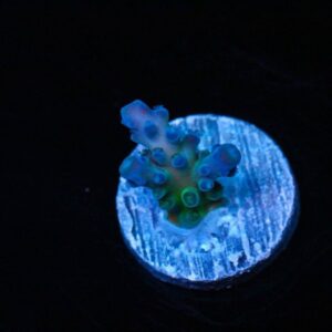 Ultimate Miyagi Tort