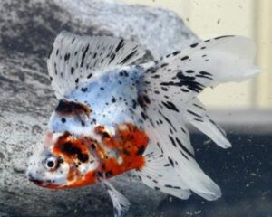 Ryukin Goldfish