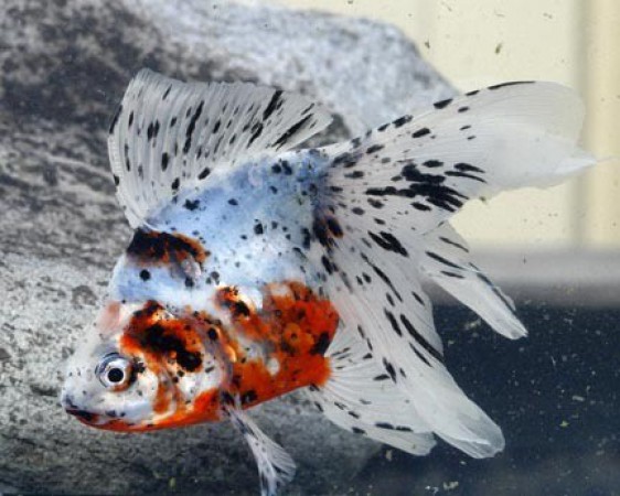 Ryukin Goldfish
