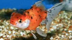Calico Oranda Goldfish