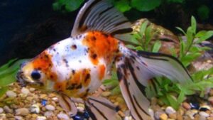 Calico Ryukin Goldfish