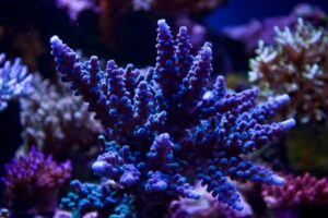 California Blue Tort