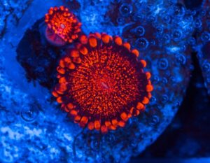 Campfire Zoas