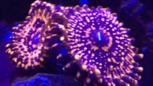 Campfires Zoas