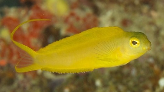 Top 10 Saltwater Fish Beginners Should Avoid