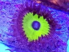 Candy Apple Greens Zoas