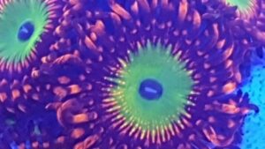 Candy Apple Orange Zoas